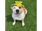 Adopt Marnie a Pit Bull Terrier