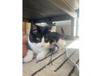 Adopt Luna a Domestic Short Hair