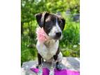 Adopt DOTTIE a German Shorthaired Pointer