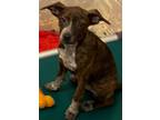 Adopt ATHENA a German Shorthaired Pointer