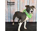 Adopt SANSA a Pit Bull Terrier