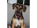 Adopt Colette "Coco" a Shepherd, Beagle