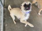 Adopt Twinkle a Pug, Terrier