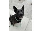 Adopt Madison a Labrador Retriever, Pit Bull Terrier