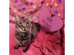 Adopt Petunia a Domestic Medium Hair, Tabby