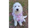 Adopt Dakota Adoption Pending a Goldendoodle