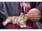 Adopt Cinnamon a Domestic Medium Hair, Tortoiseshell