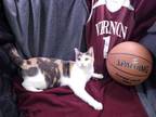 Adopt Karen a Dilute Calico, Domestic Short Hair