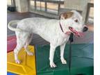 Adopt Cherry a American Staffordshire Terrier, Mixed Breed