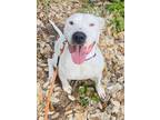 Adopt Cherry a American Staffordshire Terrier, Mixed Breed