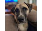 Adopt DAKOTA a Catahoula Leopard Dog