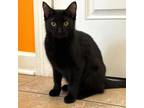 Adopt Middle a Domestic Short Hair