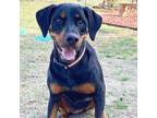 Adopt Hannah a Doberman Pinscher, Rottweiler