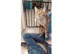 Adopt Azalea a Domestic Short Hair