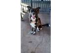 Adopt Dahlia a Australian Shepherd