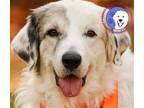 Adopt Marcia a Great Pyrenees