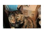 Adopt Tilly a Domestic Short Hair