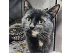 Adopt Sweetie a Domestic Short Hair