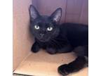 Adopt Celeste a Domestic Short Hair