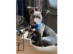 Adopt Gemma a Labrador Retriever, Jack Russell Terrier