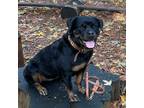 Adopt Blythe a Rottweiler