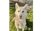 Adopt Ghost a Husky, Mixed Breed