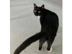 Adopt Master Splinter a Domestic Short Hair