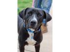 Adopt PB3 Amy Rose a Mixed Breed, Pit Bull Terrier