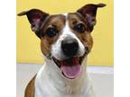 Adopt Molly a Terrier