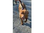 Adopt Zada a Pit Bull Terrier