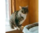 Adopt Flossy a Domestic Short Hair, Tabby