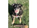 Adopt Rosa a Anatolian Shepherd, Australian Cattle Dog / Blue Heeler