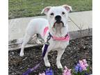 Adopt Swiss Miss a Pit Bull Terrier, Mixed Breed