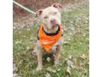 Adopt Sylvia a Pit Bull Terrier