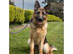 Adopt Takara(C000-028) - Claremont Location a German Shepherd Dog