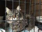 Adopt Geraldine a Maine Coon, Manx