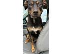 Adopt Betty a Miniature Pinscher