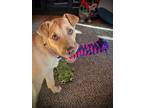 Adopt BABBETTE a American Staffordshire Terrier, Labrador Retriever