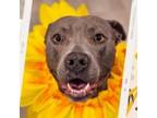 Adopt Anchovy a American Staffordshire Terrier