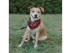 Adopt Orchid a American Staffordshire Terrier