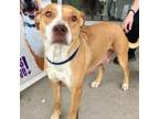 Adopt Orchid a American Staffordshire Terrier