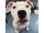 Adopt Ava a Pit Bull Terrier