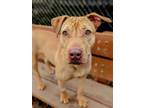 Adopt Genevieve a Pit Bull Terrier