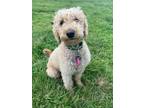 Adopt Loosey a Goldendoodle
