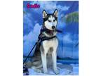 Adopt Sadie a Siberian Husky, Alaskan Malamute