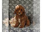 Cavapoo PUPPY FOR SALE ADN-761580 - Adorable Toy size F1bb Cavapoo Puppy