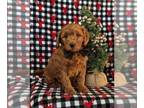 Goldendoodle (Miniature) PUPPY FOR SALE ADN-761581 - Loving F1b Mini