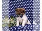 Pomeranian PUPPY FOR SALE ADN-761591 - Loving Toy Pomeranian Puppy