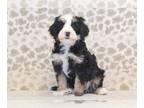 Miniature Bernedoodle PUPPY FOR SALE ADN-761407 - Stella