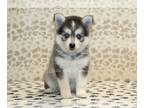 Pomsky PUPPY FOR SALE ADN-761408 - Grace